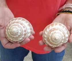 Beautiful 2 piece lot of Authentic Pearlized Wavy Turbo Shells for shell crafts - Buy Now for $12/lot