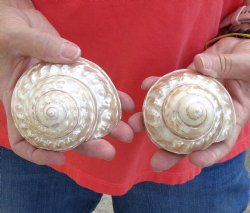 2 piece lot of Authentic Pearlized Wavy Turbo Shells for shell crafts - Buy Now for $12/lot