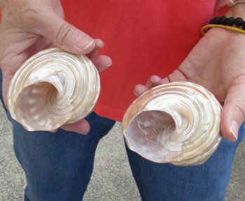 Purchase this Authentic 2 piece lot of Authentic Pearlized Wavy Turbo Shells for shell crafts for $12/lot
