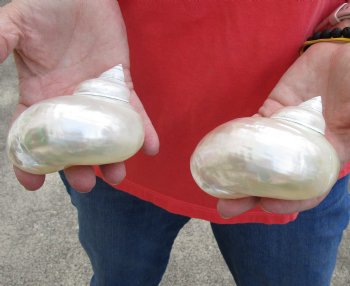 2 piece lot of Beautiful Pearl Turbo Shells for shell crafts. For Sale for $15/lot