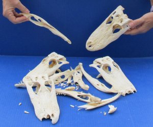 Assorted Alligator Bones Hand Picked Pricing