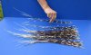 13 to 21 inch African Porcupine Quills (Hystrix africaeaustralis),100 piece lot - You are buying the quills pictured for $70