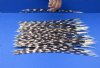 12 to 15 inch  African Porcupine Quills (Hystrix africaeaustralis),100 piece lot - You are buying the quills pictured for $70