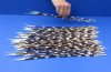 11 to 17 inch African Porcupine Quills (Hystrix africaeaustralis),100 piece lot - You are buying the quills pictured for $70