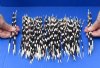 9 to 12 inch African Porcupine Quills (Hystrix africaeaustralis),100 piece lot - You are buying the quills pictured for $70