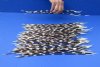 13 to 15 inch African Porcupine Quills (Hystrix africaeaustralis),100 piece lot - You are buying the quills pictured for $70