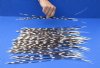 12 to 17 inch African Porcupine Quills (Hystrix africaeaustralis),100 piece lot - You are buying the quills pictured for $70