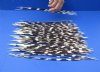 11 to 13 inch African Porcupine Quills (Hystrix africaeaustralis),100 piece lot - You are buying the quills pictured for $70