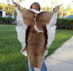 Authentic  Small African Springbok Skin 41"x27" inches - $57
