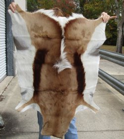 Authentic  Small African Springbok Skin 40"x25" inches - $57