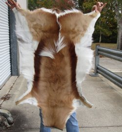 Authentic  Small African Springbok Skin 41"x23" inches - $57