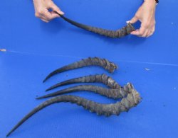 5 African Impala Horns, Impala Antlers Animal Horns 12 inches to 17 inches for $50 