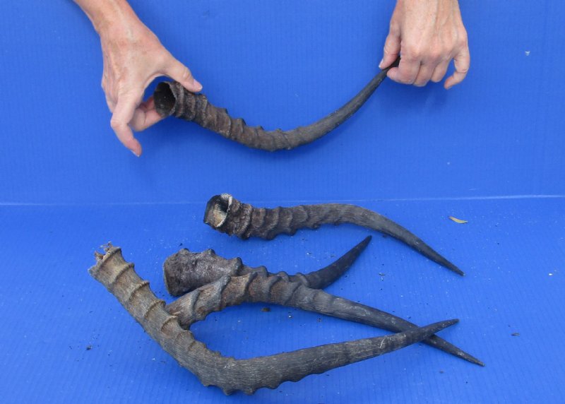 5 African Impala Horns, Impala Antlers Animal Horns