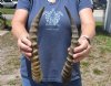 2 African Blesbok horns (not a pair) 12 and 13 inches (You are buying the 2 horns pictured) for $22.00  