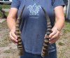2 African Blesbok horns (not a pair) 13 and 14 inches (You are buying the 2 horns pictured) for $22.00  
