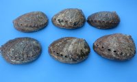 4 to 4-1/2 inches Wholesale Green Abalone Shells,- 6 @ $4.75 each; 36 @ $4.25 each  