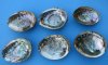 4 to 4-1/2 inches Commercial Grade Wholesale Green Abalone Shells, with natural imperfections, some with light sealant - Pack of 6 @ $4.75 each; Pack of 36 @ $4.25 each  
