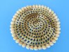 6 inch Wicker with Cowrie Shell Placemats Wholesale - Packed: 6 pcs @ $1.75 each; Packed: 60 pcs @ $1.50 each