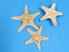 4 to 6 inches sun dried knobby starfish or thorny starfish wholesale - Packed 12 @ .28 each (Min: 2 bags)