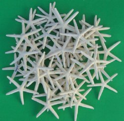 Wholesale Case Pencil Starfish, off white in color, 4" - 5-7/8" - 400 pc @ .45 each 