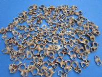 Wholesale Center Cut Delphinula seashells 1-1/4" to 1-3/4"  - 100 pieces @ .12 each; 500 pcs @ $.10 each 