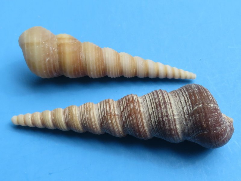 3-4" / 75-100 mm Shells Seashells Beach Crafts. Details about   12 Terebra Turritella Shells 
