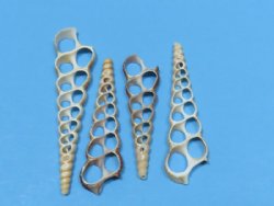 Wholesale Center Cut Terebra Turritella seashells in bulk 3"  - 100 pieces @ .15 each; 500 pcs @ $.13 each