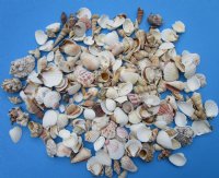 Wholesale Large Mixed Philippine shells 1" - 3" - : 2 kilos per bag @ $2.00/kilo ($4.00/bag)