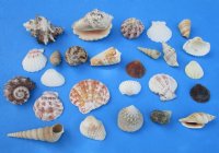 Wholesale Large Mixed Philippine shells in bulk 1" - 3" - Case of 20 kilos @ $1.50/kilo