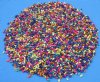 Assorted Dyed Tiny Nassa shells By the Kilo Bag - Packed: 2 kilos @ $6.00 kilo ($12 / bag) (1 kilo = 2.2 lbs)