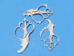 Wholesale Center Cut Pink Murex seashells in bulk 3" to 4"  - Packed 25 pieces @ .80 each; Packed: 100 pcs @ $.72 each