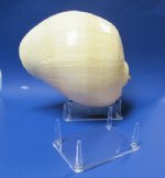 4 leg 6" Large Acrylic Rock Stands and Plastic Shell Stands Wholesale - Pack of 6 @ $2.20 each; Pack of 36 @ $1.95 each 