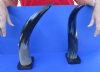 2 pc lot of Polished Buffalo horns on wooden base 15 and 16 inch - You are buying the 2 pictured for $25 