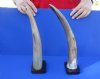 2 pc lot of Polished Buffalo horns on wooden base 13 and 15 inch - You are buying the 2 pictured for $25 