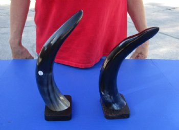 2 pc lot of Polished Cow/Cattle Horns on wooden base 13 inch - For Sale for $25 
