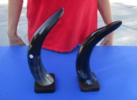 2 pc lot of Polished Buffalo horns on wooden base 13 inch - You are buying the 2 pictured for $25 