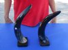 2 pc lot of Polished Buffalo horns on wooden base 13 inch - You are buying the 2 pictured for $25 
