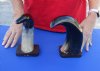 2 pc lot of Polished Buffalo horns on wooden base 12 and 13 inch - You are buying the 2 pictured for $25 