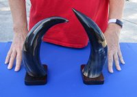 2 pc lot of Polished Buffalo horns on wooden base 11 and 12 inch - You are buying the 2 pictured for $25 