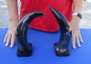 2 pc lot of Polished Buffalo horns on wooden base 11 and 12 inch - You are buying the 2 pictured for $25 