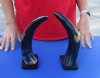 2 pc lot of Polished Buffalo horns on wooden base 12 inch - You are buying the 2 pictured for $25 