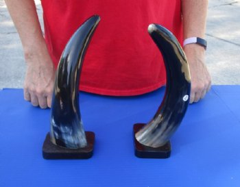2 pc lot of Polished Cow/Cattle Horns on wooden base 11 inches - For Sale for $25 