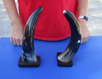 2 pc lot of Polished Buffalo horns on wooden base 11 inch - You are buying the 2 pictured for $25 