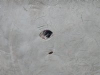 Pattern color Goat Skins, Goat Hides - (1 pc, 4 pc)