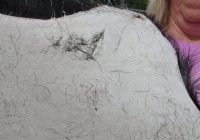 Pattern color Goat Skins, Goat Hides - (1 pc, 4 pc)