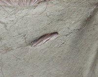 Pattern color Goat Skins, Goat Hides - (1 pc, 4 pc)