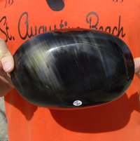 Oval Shaped Polished Buffalo Horn Bowl, Cow Horn Bowl 7-1/4 inches.  Available now for $17.00