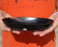 Oval Shaped Polished Ox Horn Bowl, Cow Horn Bowl 7-1/2 inches. Available to Buy today for $17.00