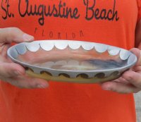 Oval Shaped Polished Buffalo Horn Bowl, Ox Horn Bowl with aluminum scallop design decorative edge 7 inches for $20.00 