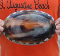 Oval Shaped Polished Buffalo Horn Bowl, Ox Horn Bowl with aluminum scallop design decorative edge 7 inches for $20.00